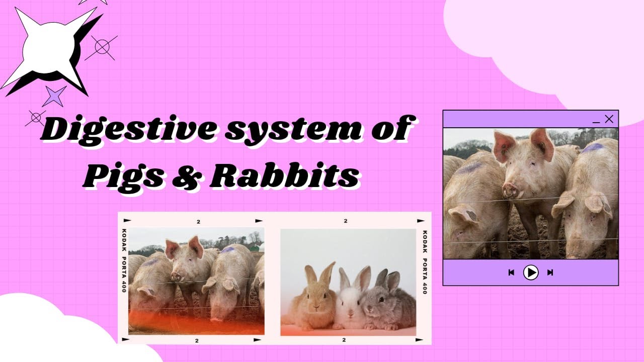 Digestive System Of Pigs And Rabbits Csec Agricultural Science Youtube Digestive System Of Pigs And Rabbits Csec Agricultural Science Youtube
