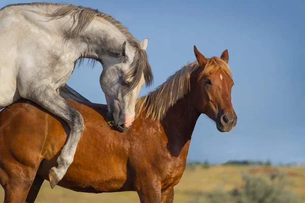 Horse Mating Stock Photos Royalty Free Horse Mating Images Depositphotos Horse Mating Stock Photos Royalty Free Horse Mating Images Depositphotos