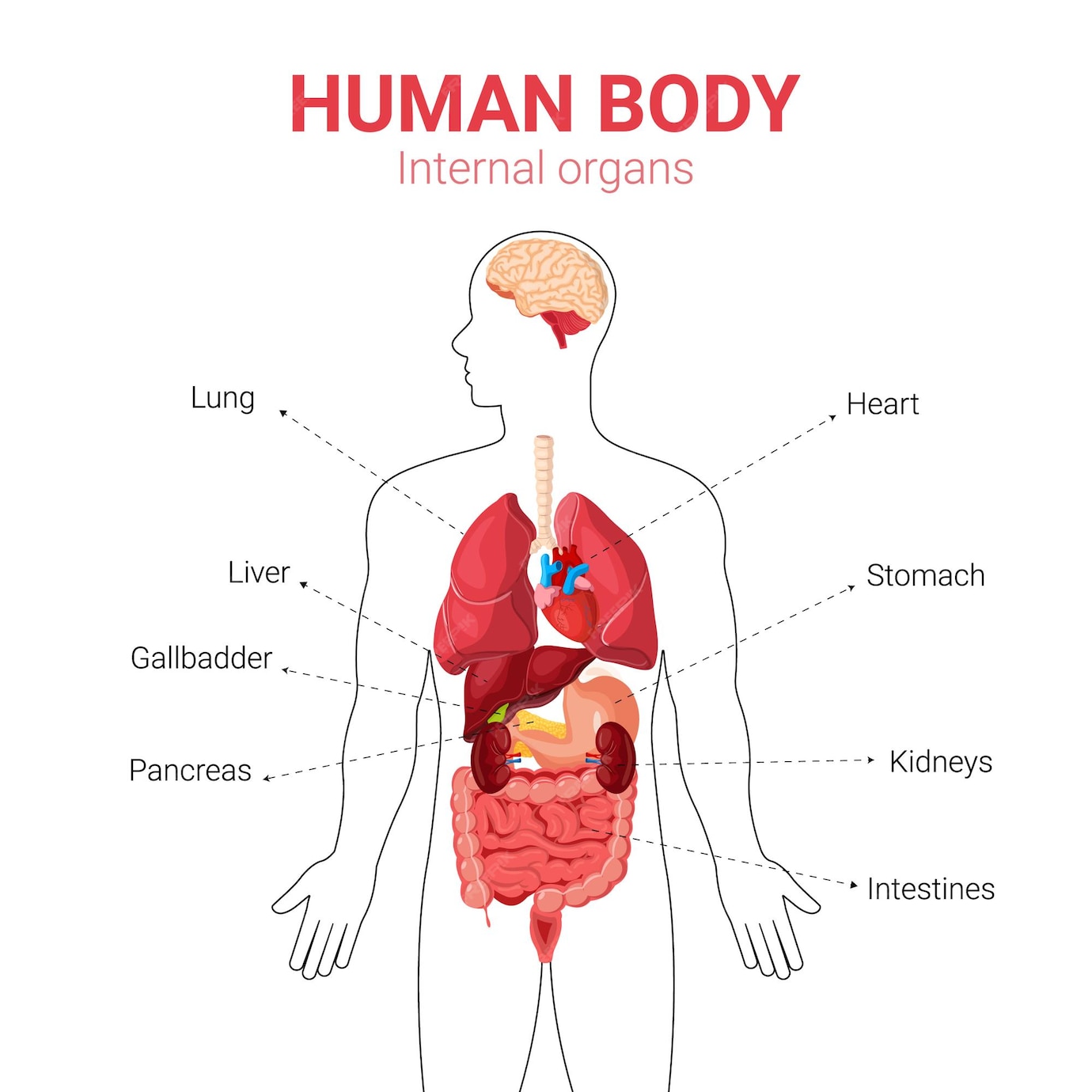 Medical Education Chart Of Biology For Human Body Organ System Diagram Vector Illustration Royalty Free Svg Cliparts Vectors And Stock Illustration Image 79651336 Medical Education Chart Of Biology For Human Body Organ System Diagram Vector Illustration Royalty Free Svg Cliparts Vectors And Stock Illustration Image 79651336
