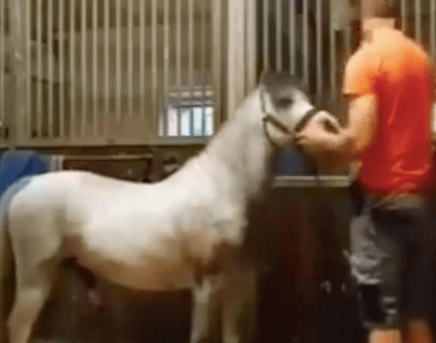 Mounted By Horse Porn