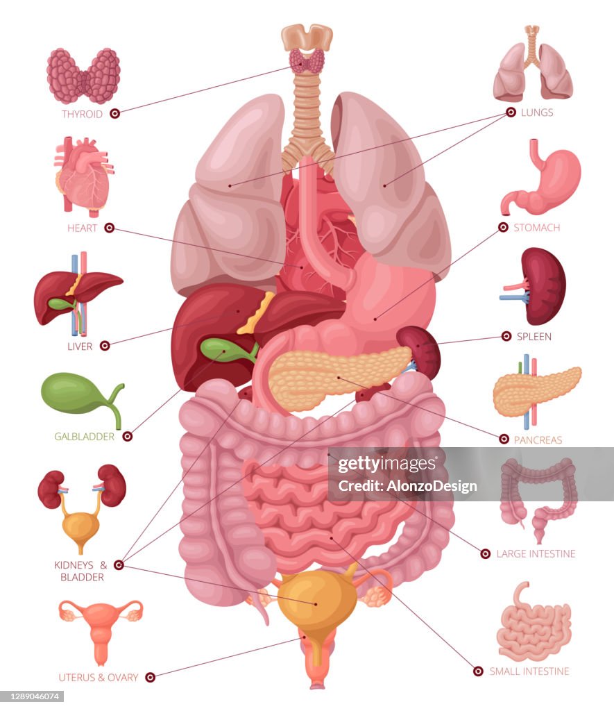 Organ Chart