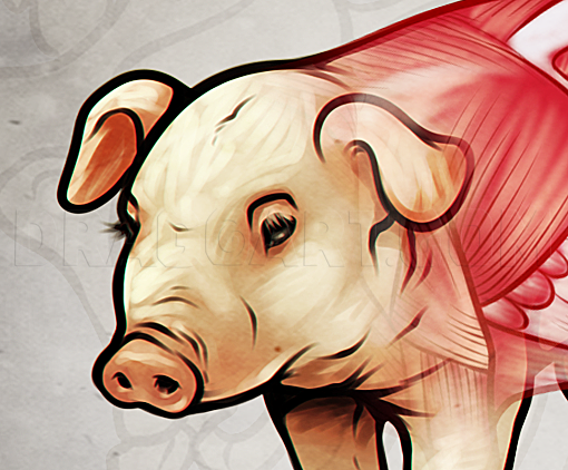 Pig Anatomy Drawing Step By Step Drawing Guide By Dawn Dragoart Com Anatomy Drawing Pig Pig Anatomy Drawing Step By Step Drawing Guide By Dawn Dragoart Com Anatomy Drawing Pig